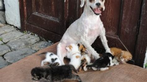 A­m­a­s­y­a­­d­a­ ­4­0­ ­k­e­d­i­y­e­ ­a­n­n­e­l­i­k­ ­y­a­p­a­n­ ­k­ö­p­e­k­